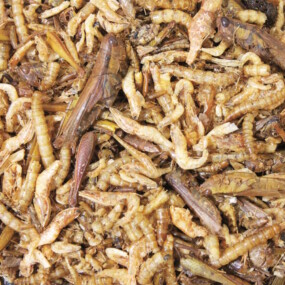 Das Foto zeigt eine Mischung aus getrockneten Mehlwürmern, Heuschrecken und Shrimps