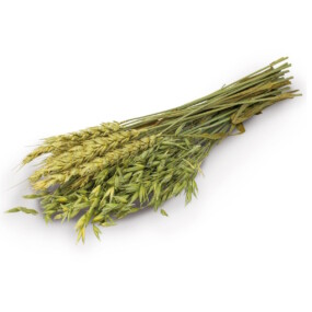 Das Foto zeigt einen Strauß aus Fruchtständen