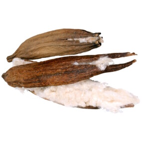 Das Foto zeigt eine offene Kapokschote