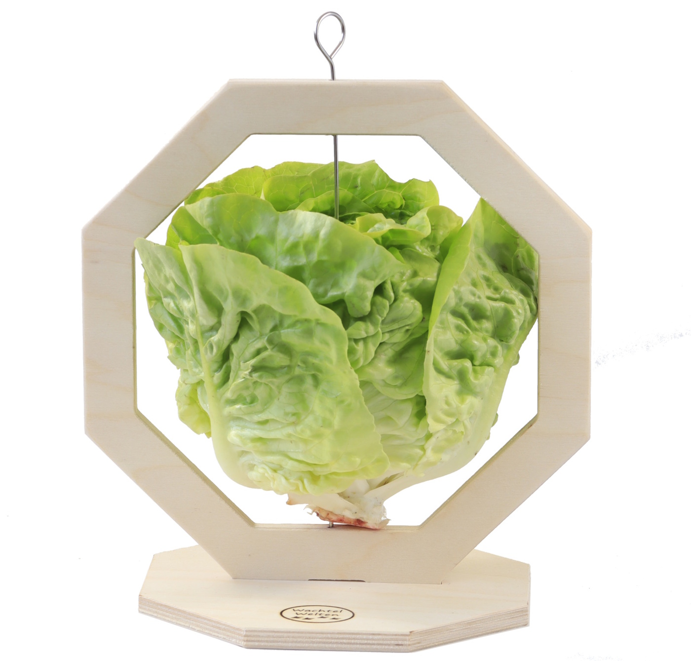 Das Foto zeigt einen Snackständer für Wachteln mit einem Salatkopf