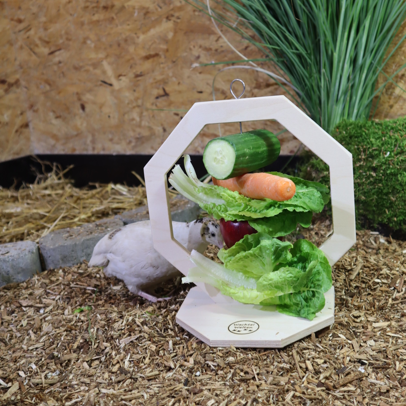 Das Foto zeigt den Snackständer im Einsatz im Wachtelstall, eine Wachtel pickt das Gemüse