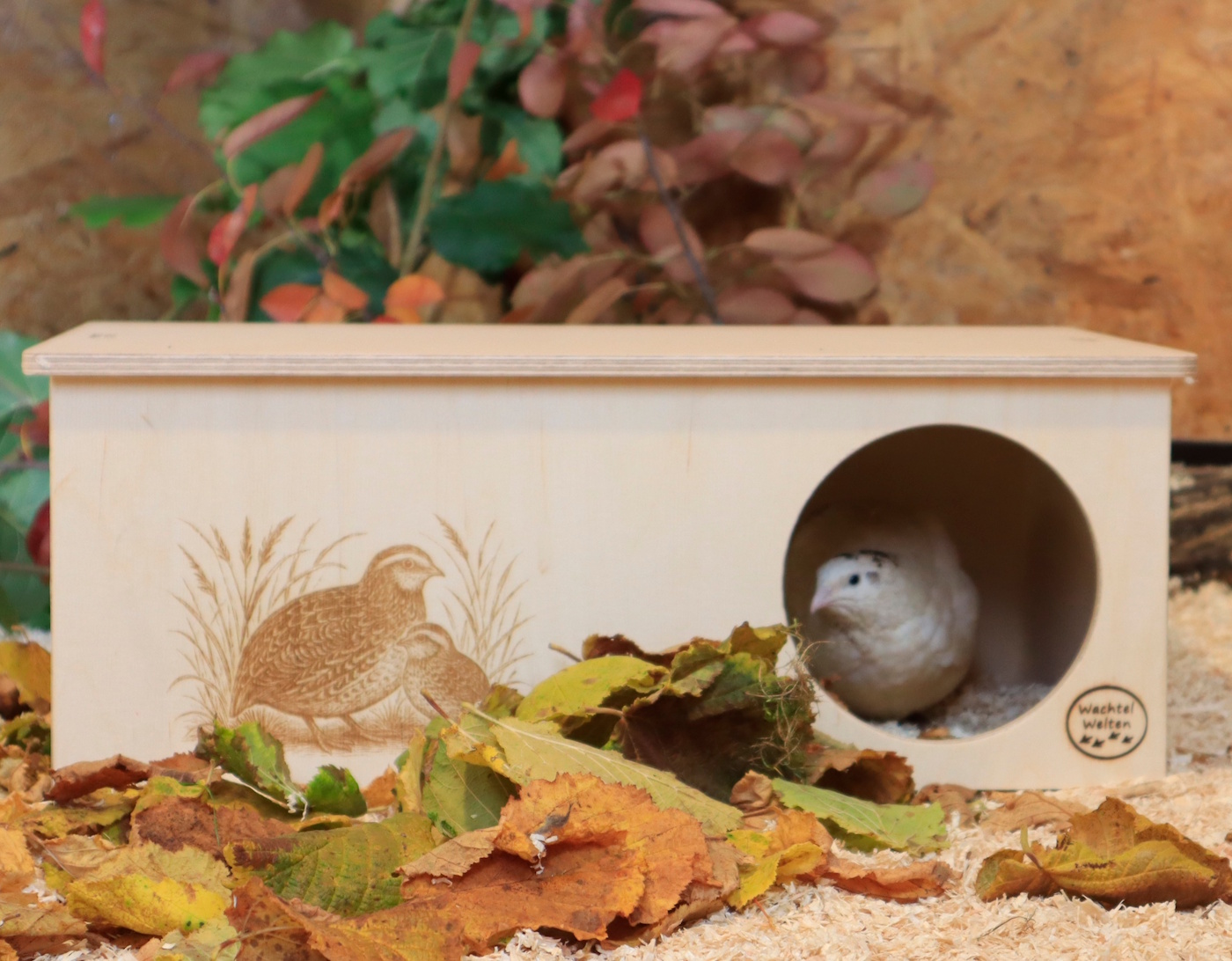 Das Foto zeigt eine Wachtel in ihrem Wachtelhaus