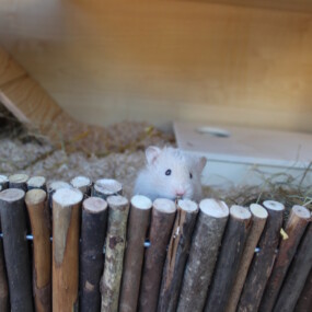 Das Foto zeigt einen Hamster, der hinter einer flexiblen Nagerbrücke aus Haselnuss sitzt