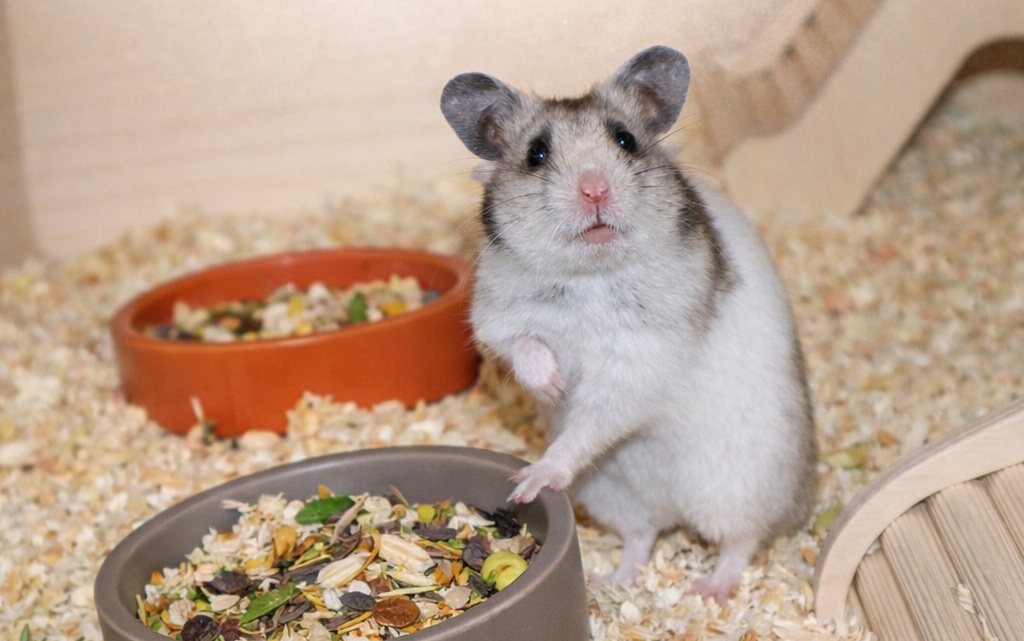 Das Foto zeigt einen Hamster, der am Futternapf sitzt