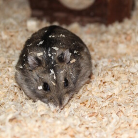 Einstreu & Buddelmaterial