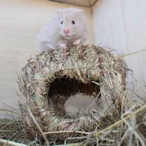 Das Foto zeigt einen Hamster, der auf seinem Grasnest sitzt