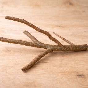 Das Foto zeigt einen verzweigten Haselnussast