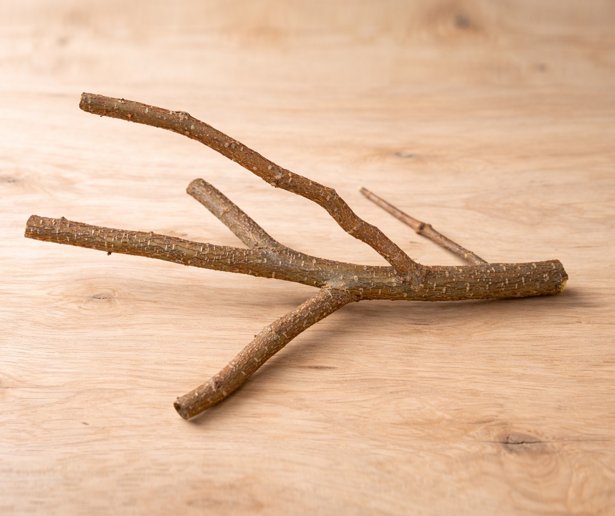 Das Foto zeigt einen verzweigten Haselnussast