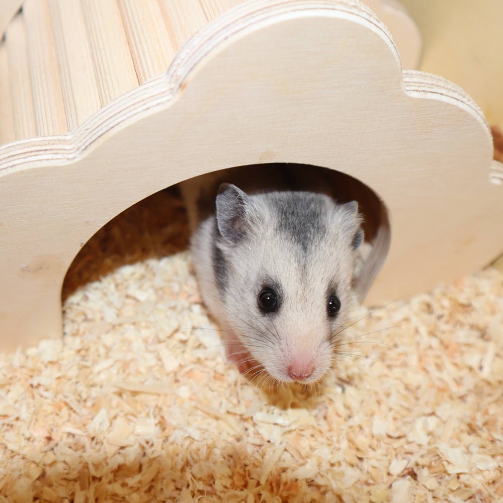 Hamster Zubehör kaufen